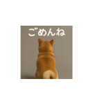 哀愁のいぬとねこ（個別スタンプ：33）