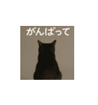哀愁のいぬとねこ（個別スタンプ：35）