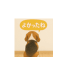 哀愁のいぬとねこ（個別スタンプ：38）