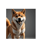 柴犬の日常14（個別スタンプ：30）