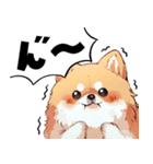 ペロっとポメラニアン（個別スタンプ：1）