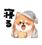 ペロっとポメラニアン（個別スタンプ：24）