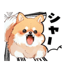 ペロっとポメラニアン（個別スタンプ：39）