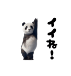 踊る！実写パンダ（個別スタンプ：6）