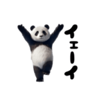 踊る！実写パンダ（個別スタンプ：8）
