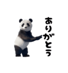 踊る！実写パンダ（個別スタンプ：11）