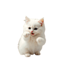 ねこ ねこ ねこたち（個別スタンプ：12）