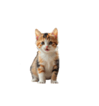 ねこ ねこ ねこたち（個別スタンプ：19）