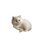 ねこ ねこ ねこたち（個別スタンプ：22）