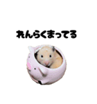 キンクマハムスターおいもの日常スタンプ2（個別スタンプ：17）