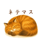 メインクーンかソマリさん1（個別スタンプ：17）
