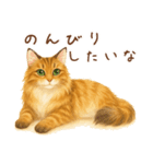 メインクーンかソマリさん1（個別スタンプ：18）