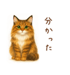 メインクーンかソマリさん1（個別スタンプ：24）