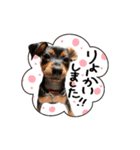 ミニピンのソルトちゃん（個別スタンプ：6）