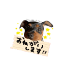 ミニピンのソルトちゃん（個別スタンプ：11）