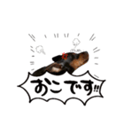 ミニピンのソルトちゃん（個別スタンプ：15）