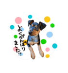 ミニピンのソルトちゃん（個別スタンプ：17）