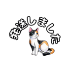 可愛い三毛ネコの日常使いスタンプ（個別スタンプ：23）