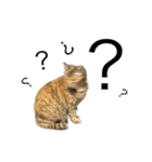 末広みーのすたんぷ（個別スタンプ：9）