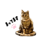 末広みーのすたんぷ（個別スタンプ：12）