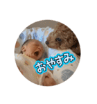 琥珀だよおおお（個別スタンプ：15）
