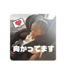 琥珀だよおおお（個別スタンプ：16）