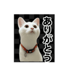 はろりスタンプ①（個別スタンプ：4）