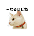 はろりスタンプ①（個別スタンプ：7）