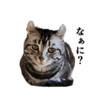 こめのねこスタンプ(実写)（個別スタンプ：1）