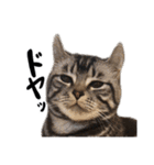 こめのねこスタンプ(実写)（個別スタンプ：3）