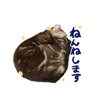 こめのねこスタンプ(実写)（個別スタンプ：4）