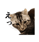 こめのねこスタンプ(実写)（個別スタンプ：7）