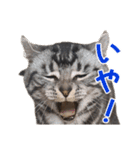こめのねこスタンプ(実写)（個別スタンプ：9）