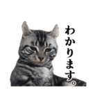 こめのねこスタンプ(実写)（個別スタンプ：13）