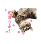 こめのねこスタンプ(実写)（個別スタンプ：14）