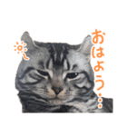 こめのねこスタンプ(実写)（個別スタンプ：16）
