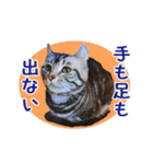 こめのねこスタンプ(実写)（個別スタンプ：18）
