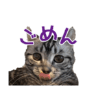 こめのねこスタンプ(実写)（個別スタンプ：19）