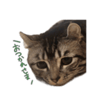 こめのねこスタンプ(実写)（個別スタンプ：21）