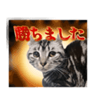 こめのねこスタンプ(実写)（個別スタンプ：22）