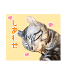 こめのねこスタンプ(実写)（個別スタンプ：24）