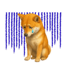 柴犬さんいらっしゃい（個別スタンプ：2）