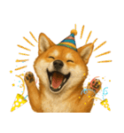 柴犬さんいらっしゃい（個別スタンプ：7）