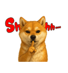 柴犬さんいらっしゃい（個別スタンプ：12）