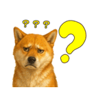 柴犬さんいらっしゃい（個別スタンプ：14）