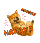 柴犬さんいらっしゃい（個別スタンプ：15）