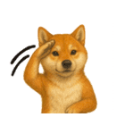 柴犬さんいらっしゃい（個別スタンプ：19）