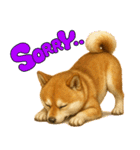 柴犬さんいらっしゃい（個別スタンプ：24）