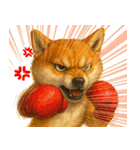 柴犬さんいらっしゃい（個別スタンプ：26）