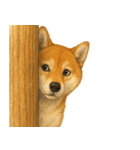 柴犬さんいらっしゃい（個別スタンプ：34）